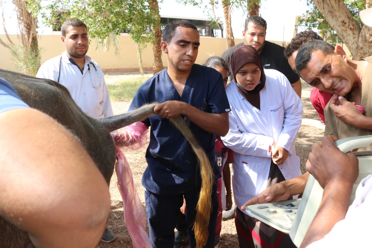 قافله بيطرية بفرشوط نجع حمادي