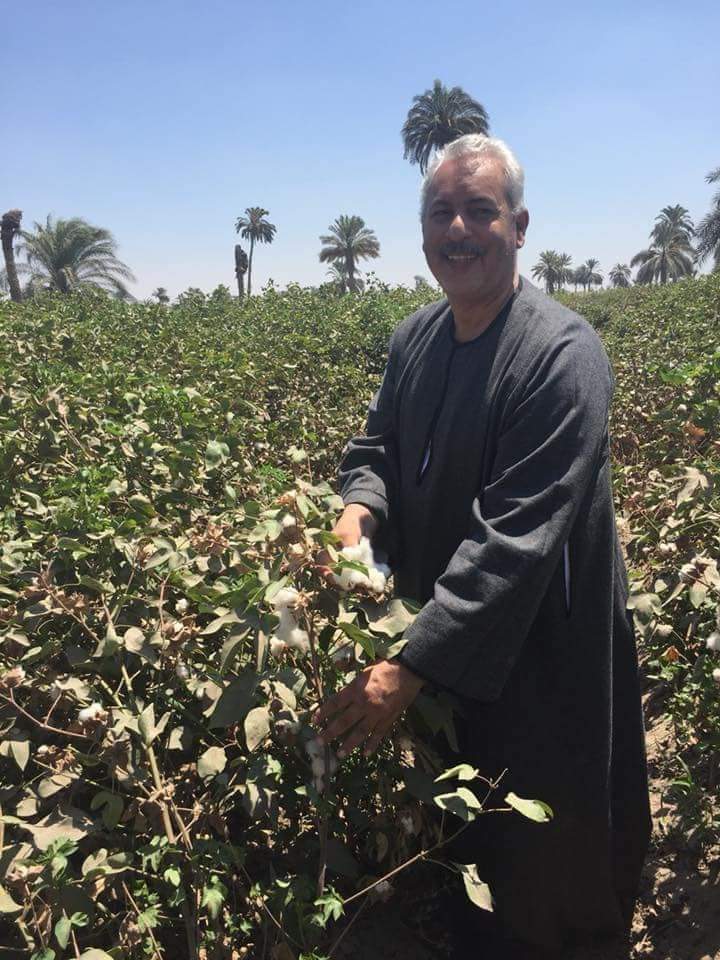 نقيب الفلاحين: النهارده هو اليوم العالمي للقطن “تعرف علي اهميته”