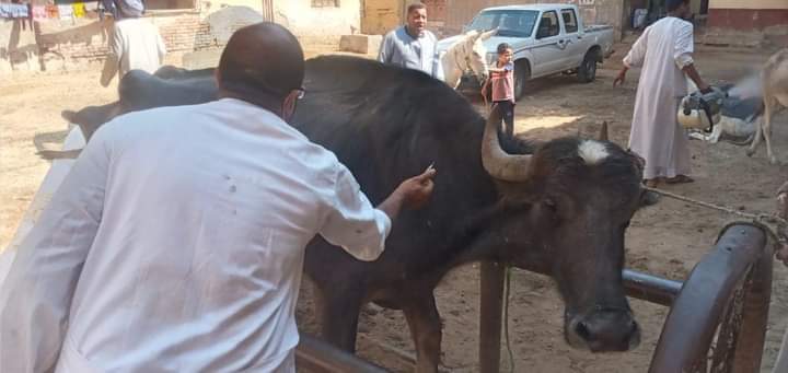 بيطري المنيا يقدم 3041 خدمة بيطرية مجانية فى 5 قرى ضمن فعاليات مبادرة بداية جديدة