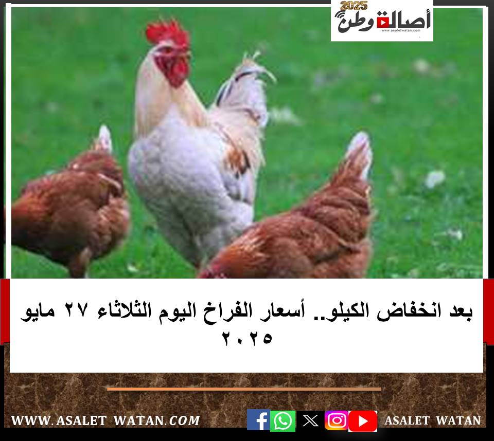 بعد انخفاض الكيلو.. أسعار الفراخ اليوم الثلاثاء 27 مايو 2025