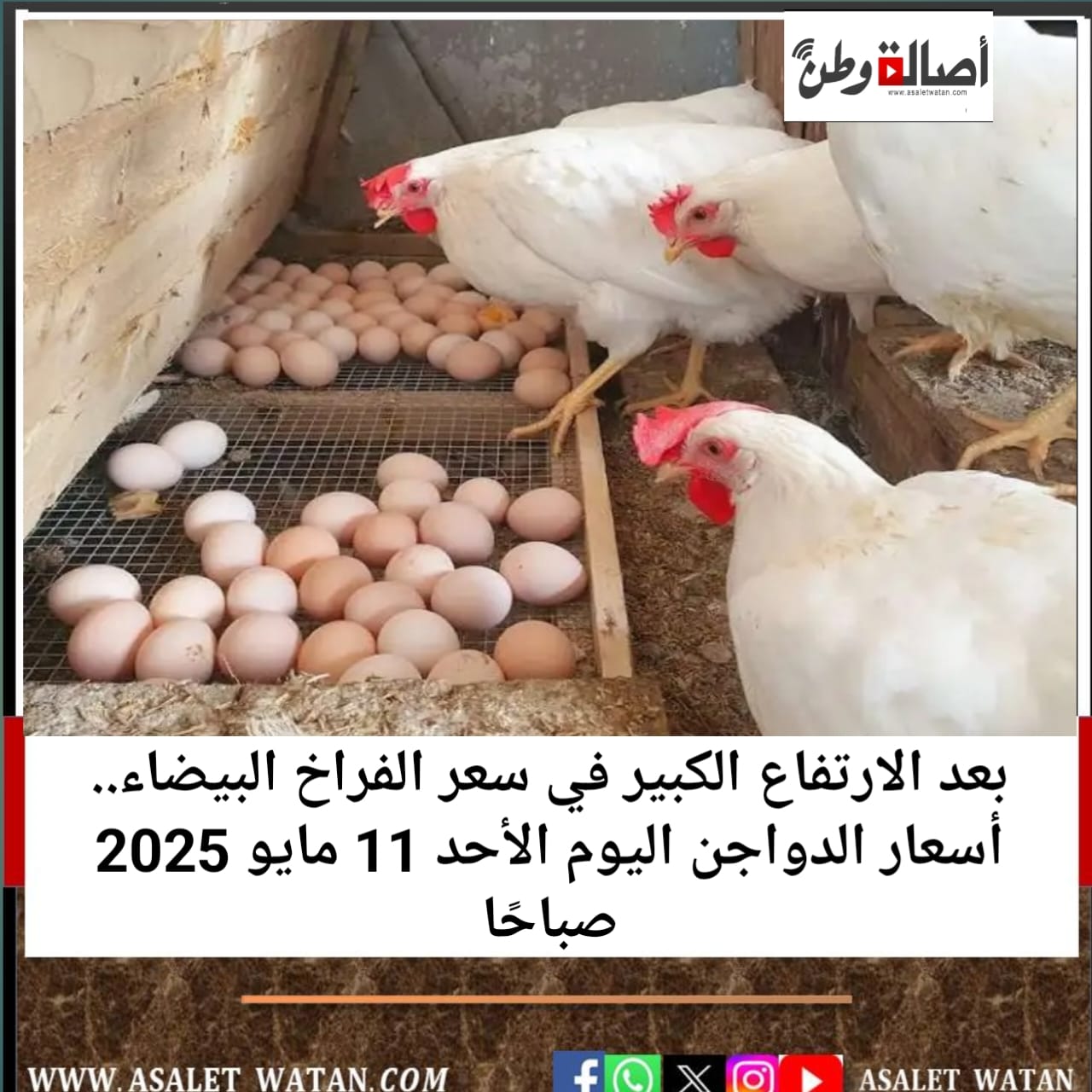 بعد الارتفاع الكبير في سعر الفراخ البيضاء.. أسعار الدواجن اليوم الأحد 11 مايو 2025 صباحًا