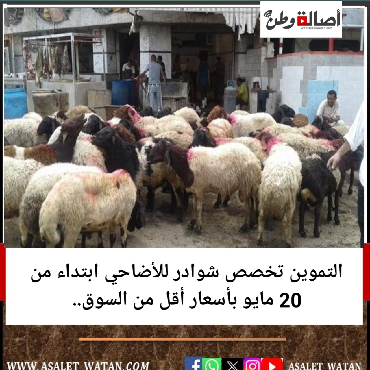 التموين تخصص شوادر للأضاحي ابتداء من 20 مايو بأسعار أقل من السوق..