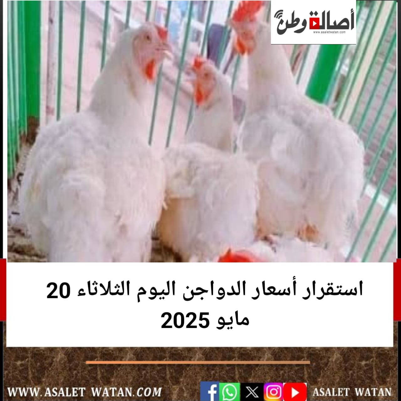 استقرار أسعار الدواجن اليوم الثلاثاء 20 مايو 2025