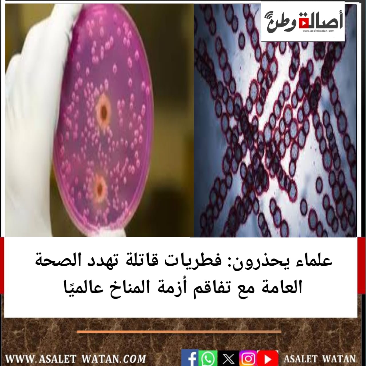 علماء يحذرون: فطريات قاتلة تهدد الصحة العامة مع تفاقم أزمة المناخ عالميًا