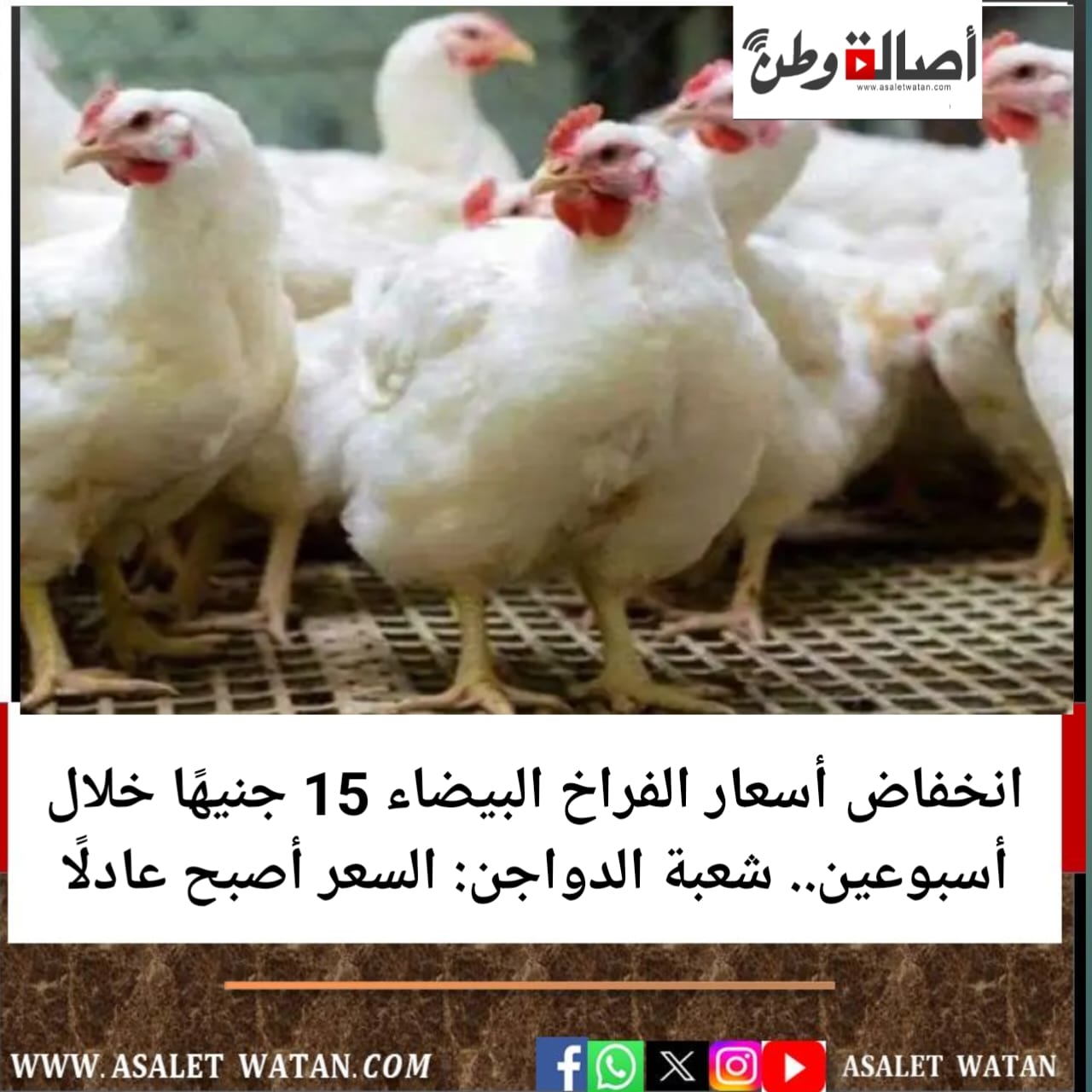 انخفاض أسعار الفراخ البيضاء 15 جنيهًا خلال أسبوعين.. شعبة الدواجن: السعر أصبح عادلًا