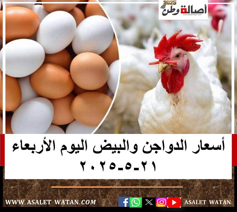 أسعار الدواجن والبيض اليوم الأربعاء 21-5-2025
