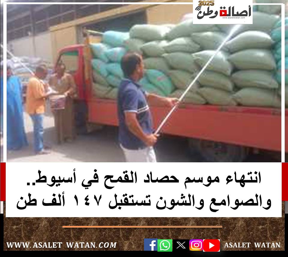 انتهاء موسم حصاد القمح في أسيوط.. والصوامع والشون تستقبل 147 ألف طن