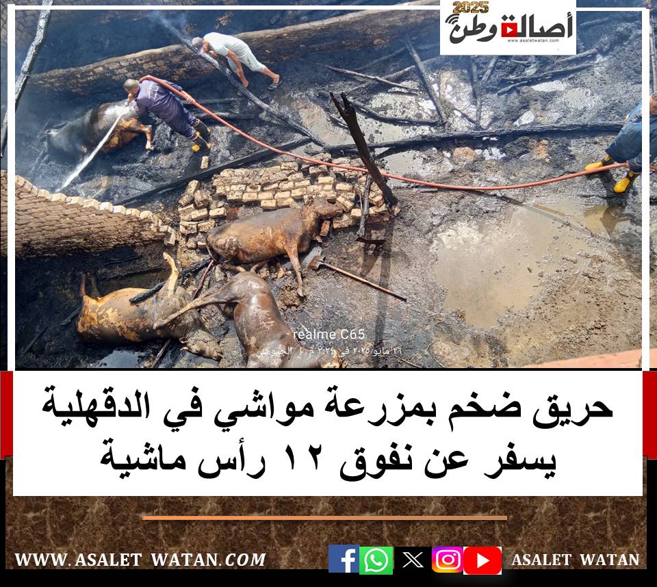 حريق ضخم بمزرعة مواشي في الدقهلية يسفر عن نفوق 12 رأس ماشية
