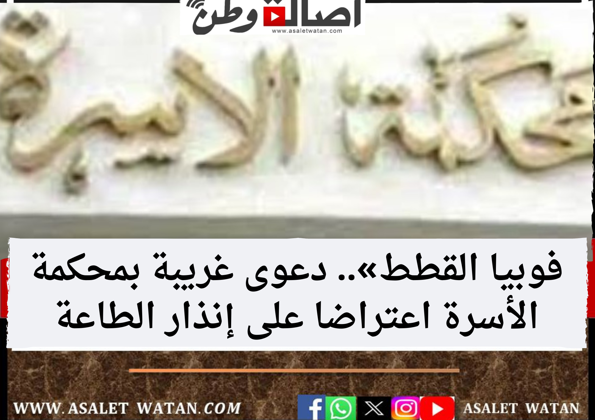 فوبيا القطط».. دعوى غريبة بمحكمة الأسرة اعتراضا على إنذار الطاعة
