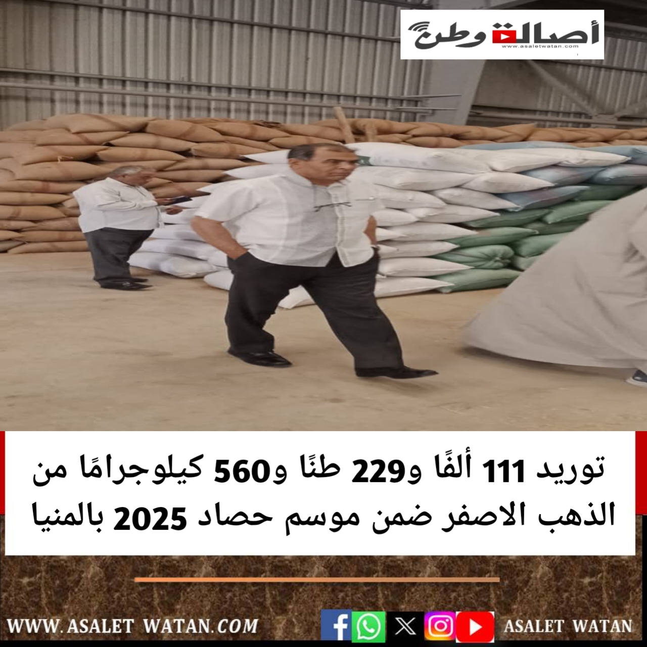 توريد 111 ألفًا و229 طنًا و560 كيلوجرامًا من الذهب الاصفر ضمن موسم حصاد 2025 بالمنيا