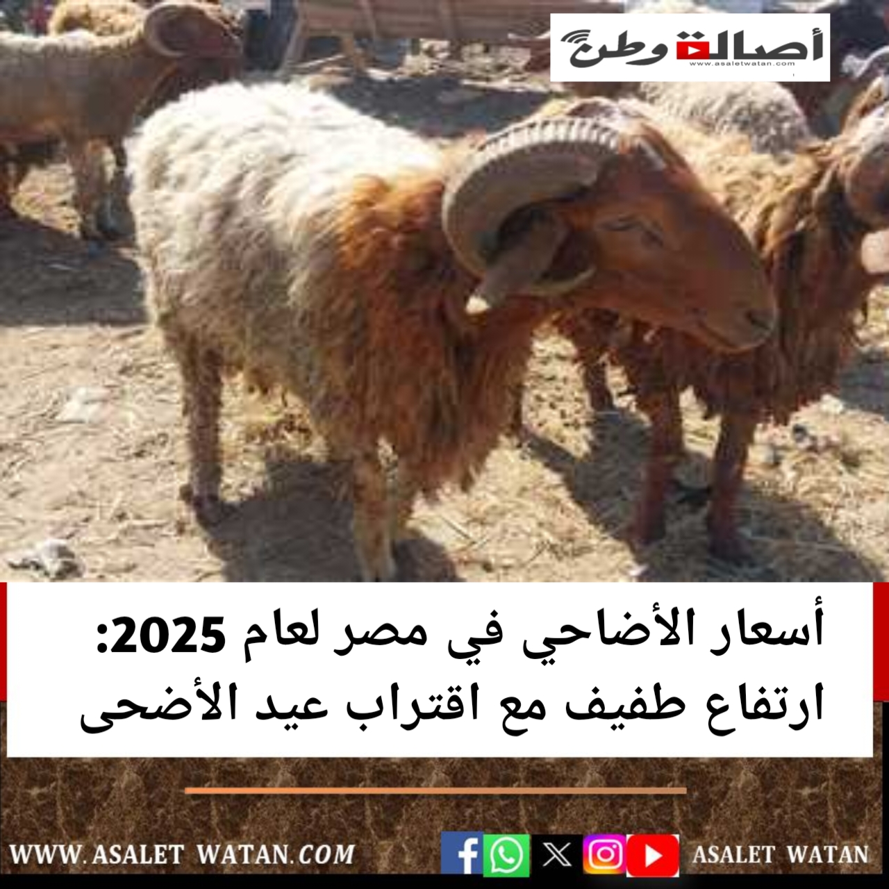 أسعار الأضاحي في مصر لعام 2025: ارتفاع طفيف مع اقتراب عيد الأضحى