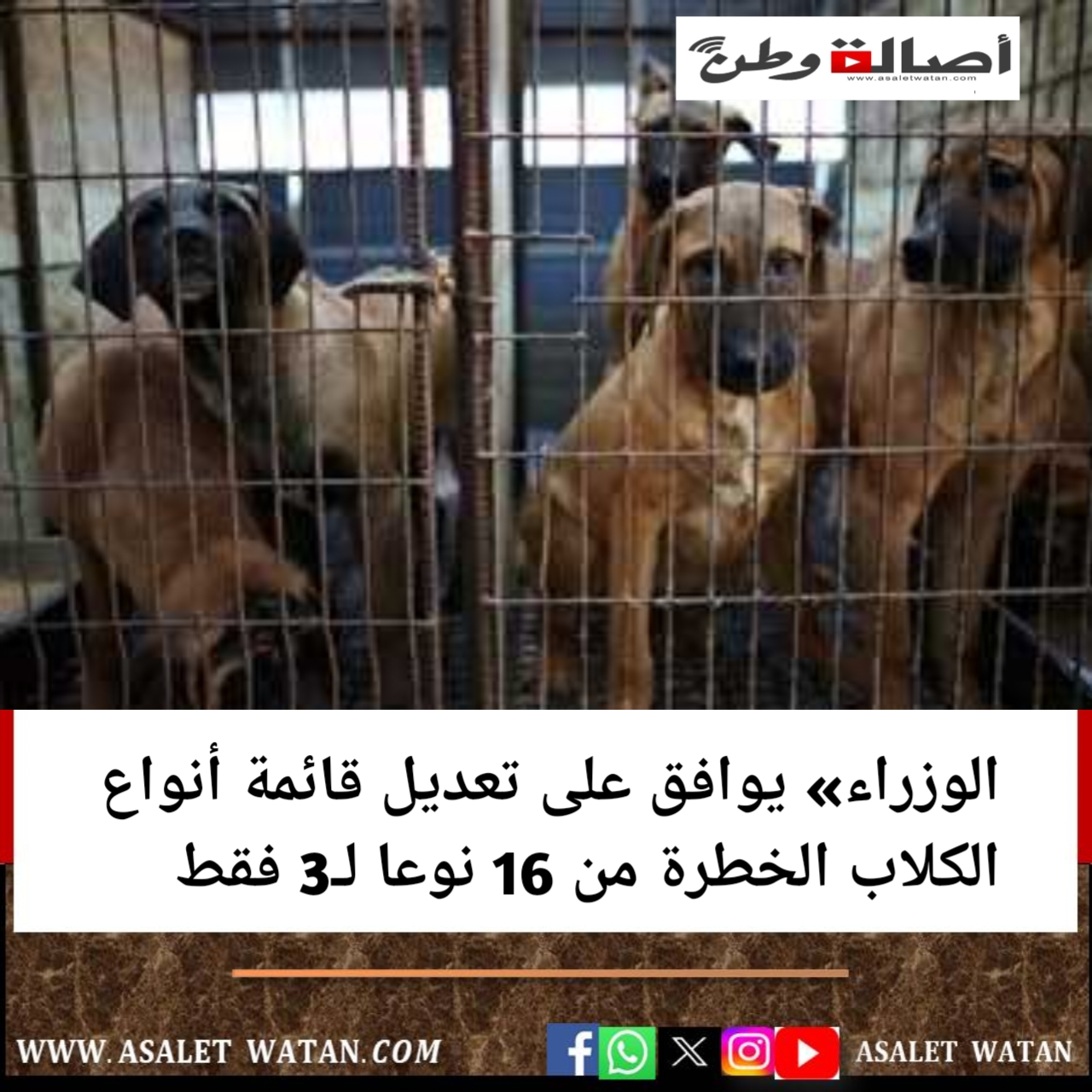 الوزراء» يوافق على تعديل قائمة أنواع الكلاب الخطرة من 16 نوعا لـ3 فقط