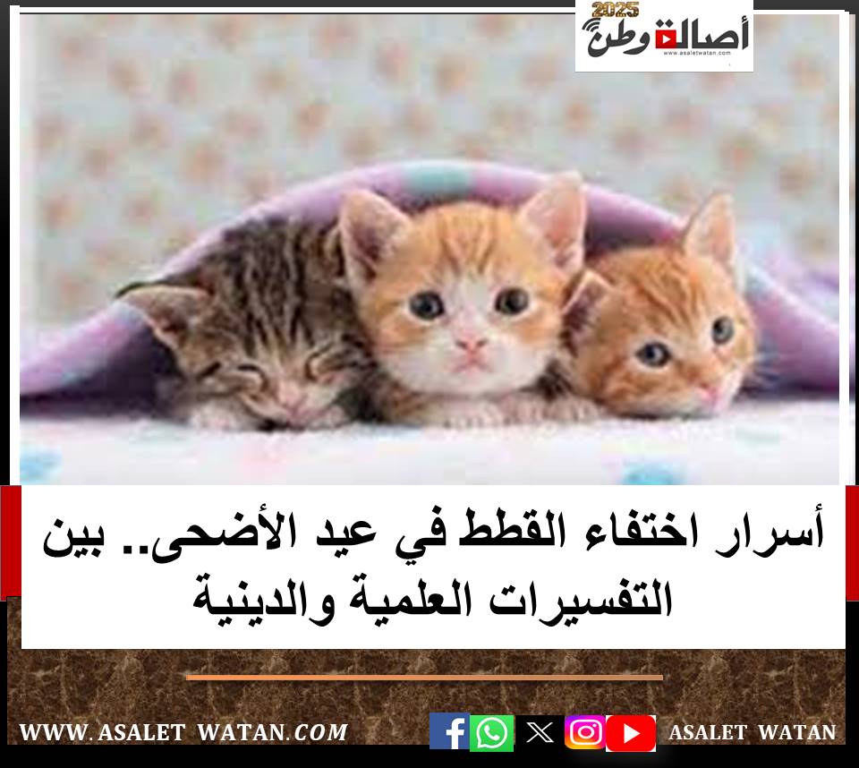 أسرار اختفاء القطط في عيد الأضحى.. بين التفسيرات العلمية والدينية