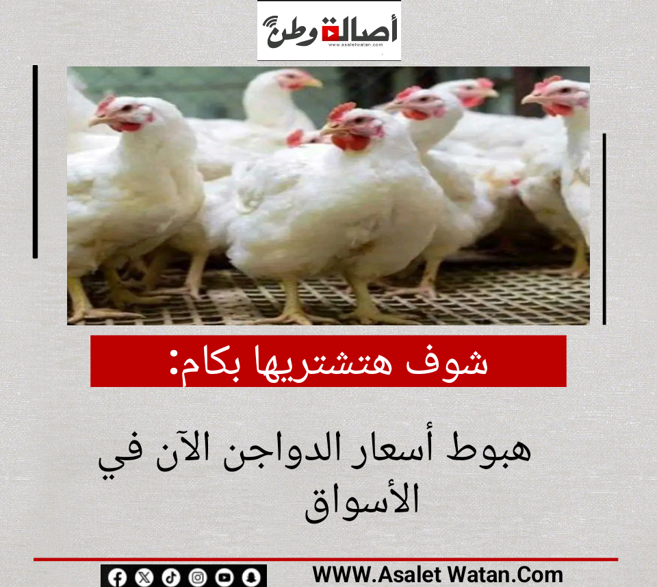 شوف هتشتريها بكام | هبوط أسعار الدواجن الآن في الأسواق