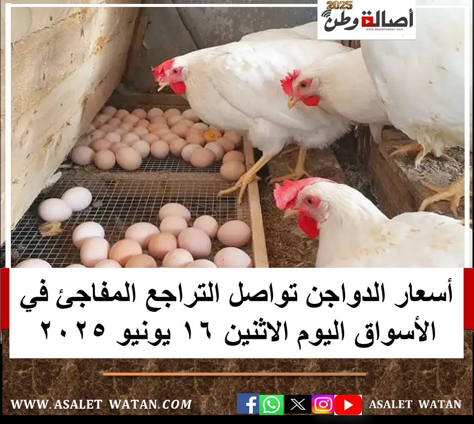 أسعار الدواجن تواصل التراجع المفاجئ في الأسواق اليوم الاثنين 16 يونيو 2025