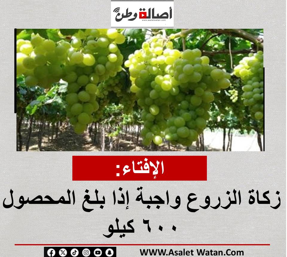 الإفتاء: زكاة الزروع واجبة إذا بلغ المحصول 600 كيلو