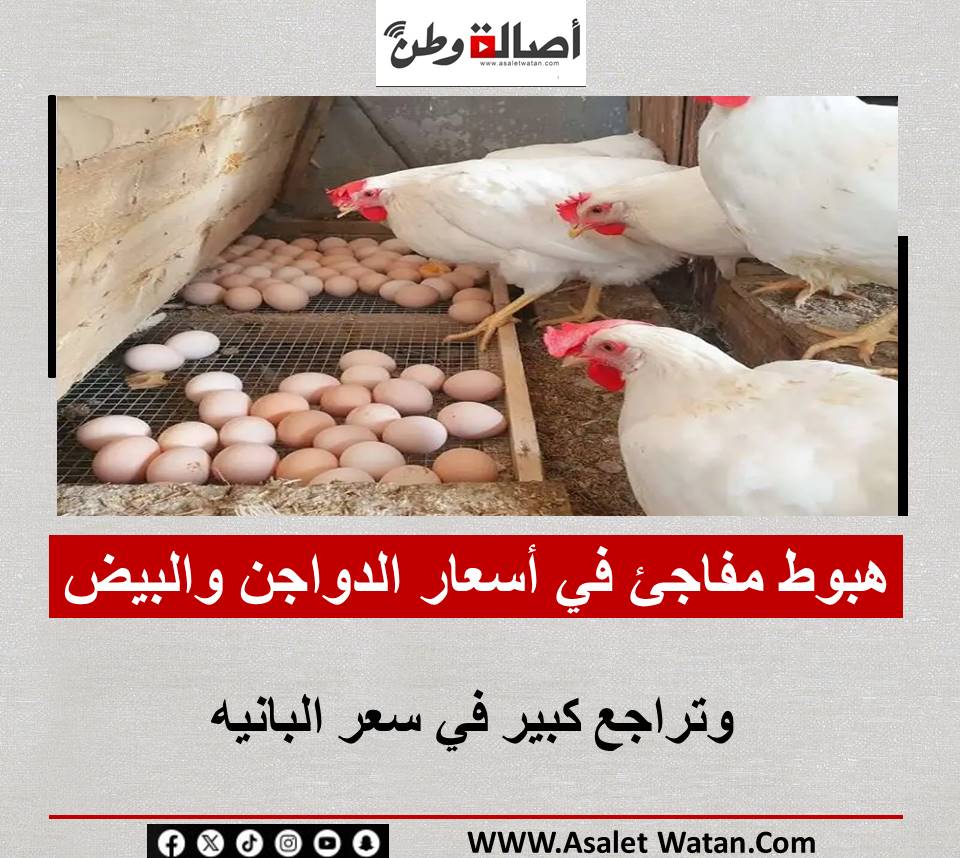 هبوط مفاجئ في أسعار الدواجن والبيض.. وتراجع كبير في سعر البانيه