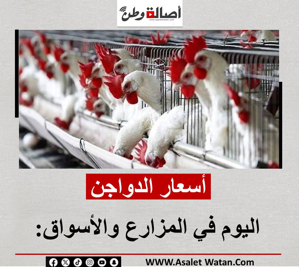 أسعار الدواجن اليوم في المزارع والأسواق: