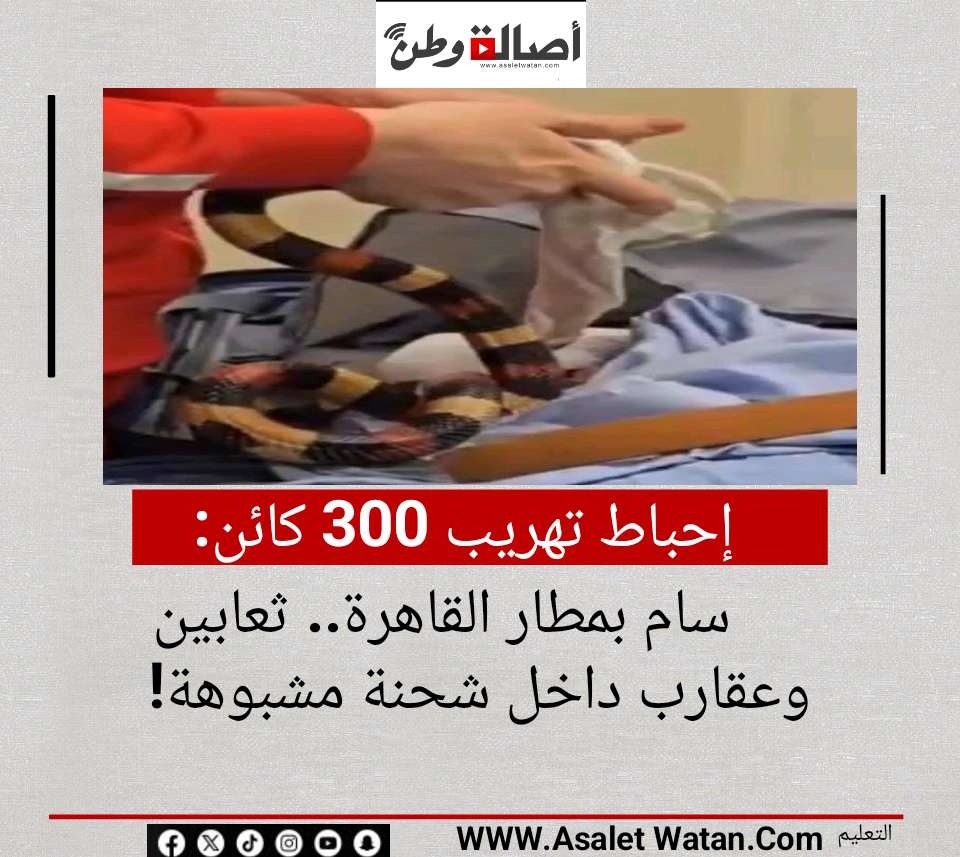 إحباط تهريب 300 كائن سام بمطار القاهرة.. ثعابين وعقارب داخل شحنة مشبوهة!